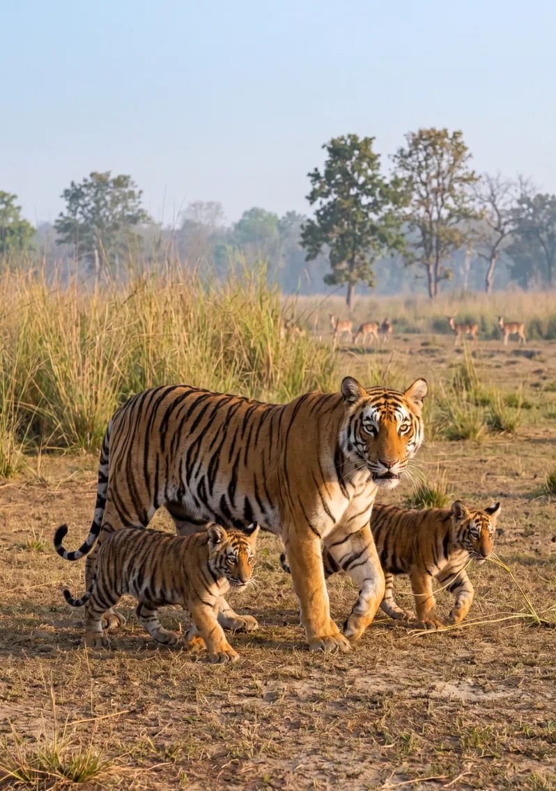 El tigre de Bengala